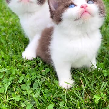 "Gorgeous Whiskers and Mesmerizing Stare: Marvelous Kittens with Enchanting Blue Eyes!"