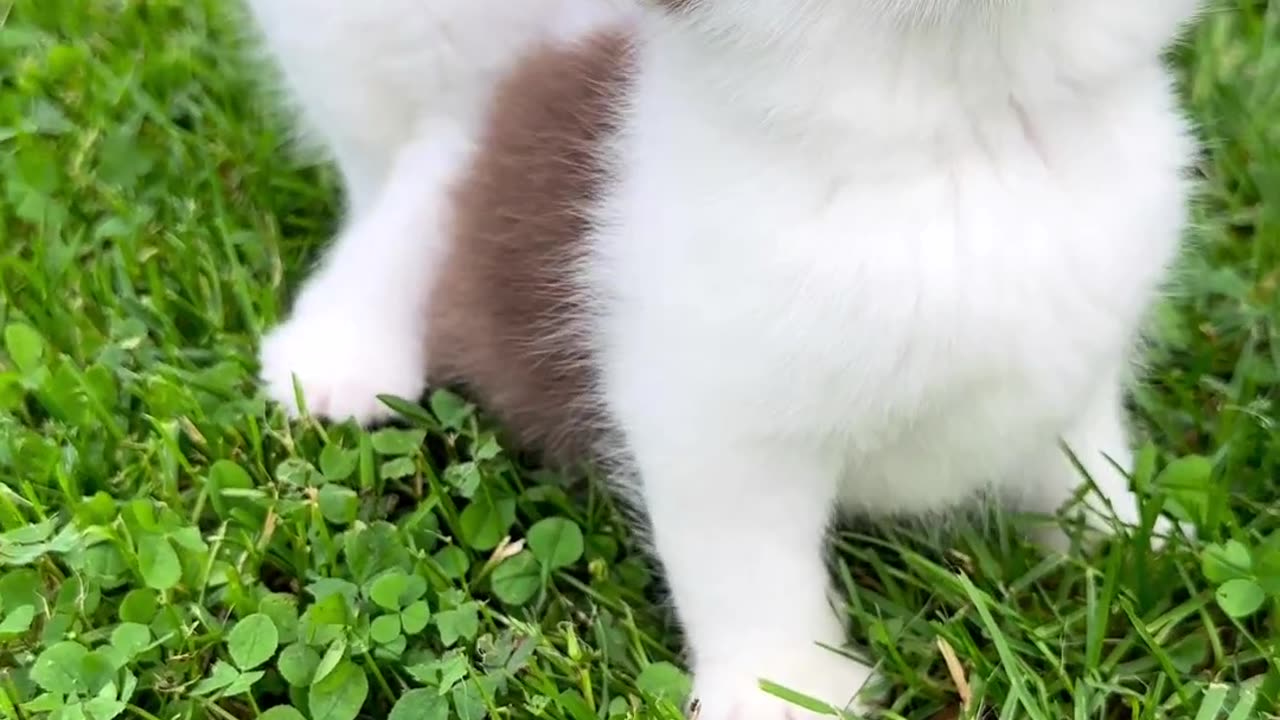 "Gorgeous Whiskers and Mesmerizing Stare: Marvelous Kittens with Enchanting Blue Eyes!"