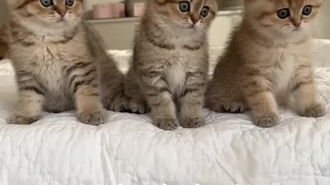 Cute Cat Dance #1