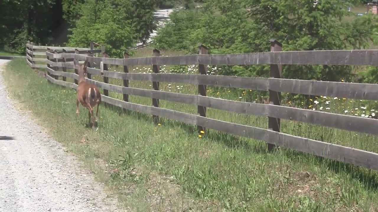 mother and baby deer