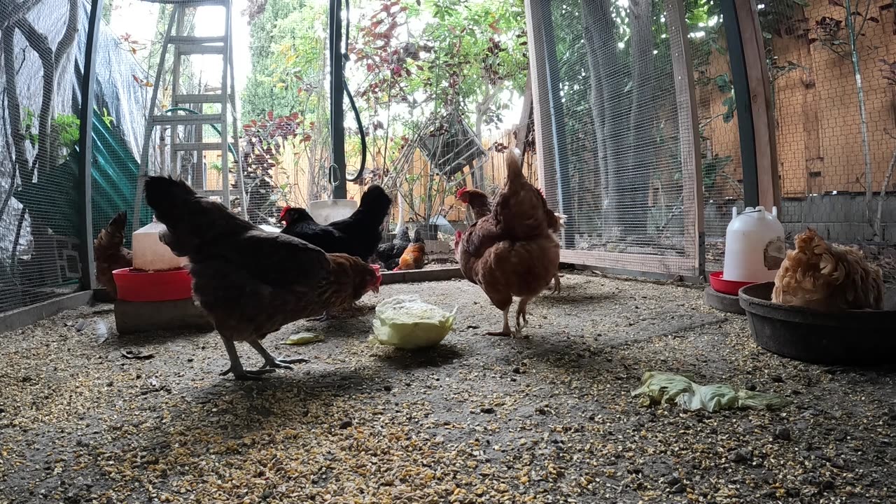 Backyard Chickens Fun Relaxing Video Sounds Noises Hens Roosters!