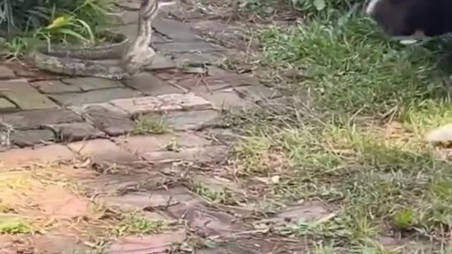 Dog🐕 vs cobra snake fight🐍