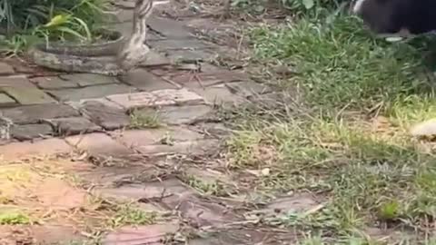 Dog🐕 vs cobra snake fight🐍