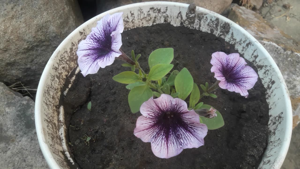 Petunias in summer