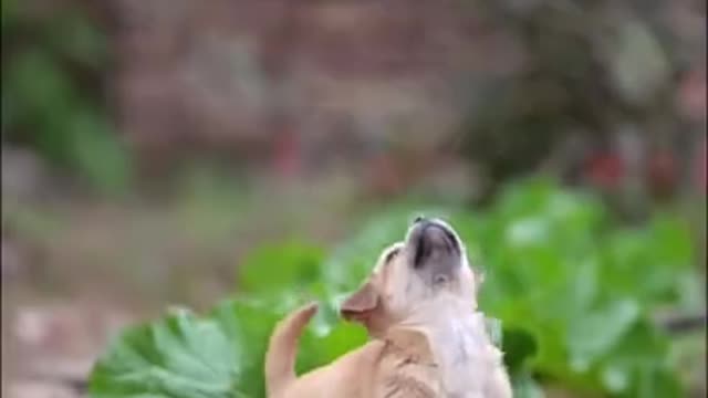 Cutest baby dog, Satisying 😹 Funny Animals videos #shorts