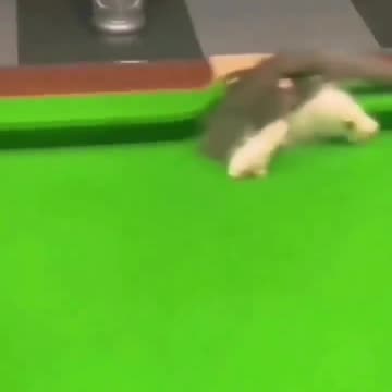 Gaming Cat Quacks When His Owner Coughs