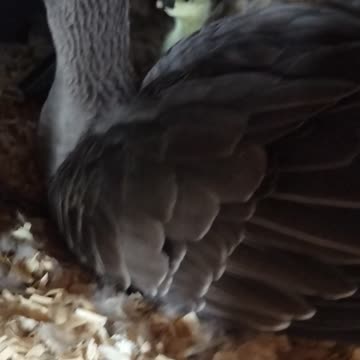 LOUISE THE GOOSE HAD HER BABIES!