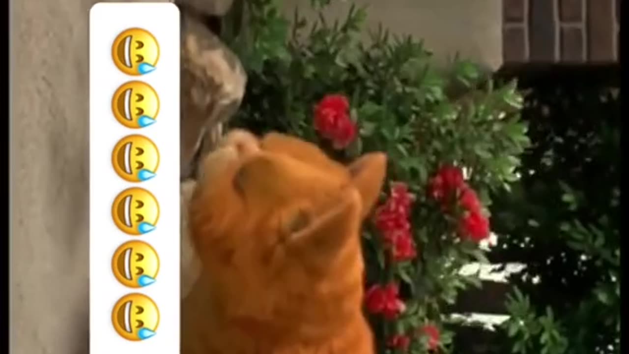 TikTok Animal Fun, Funny Videos, Beautiful Cat fun