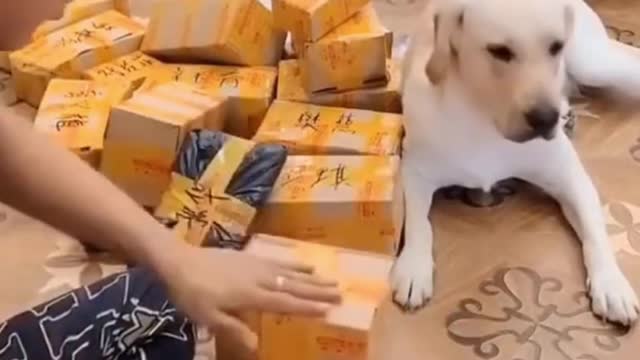 Hes a good boy!