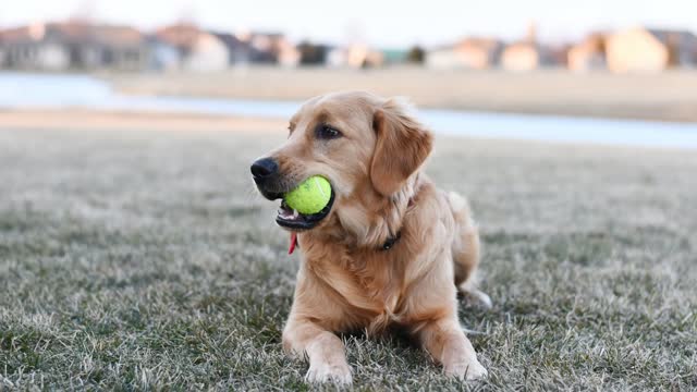 Golden Retriever Dog