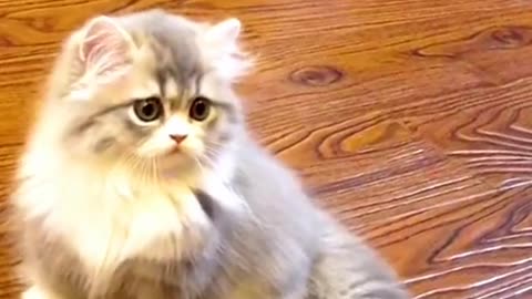 VERY CUTE CAT VIDEOS 😻😻😻