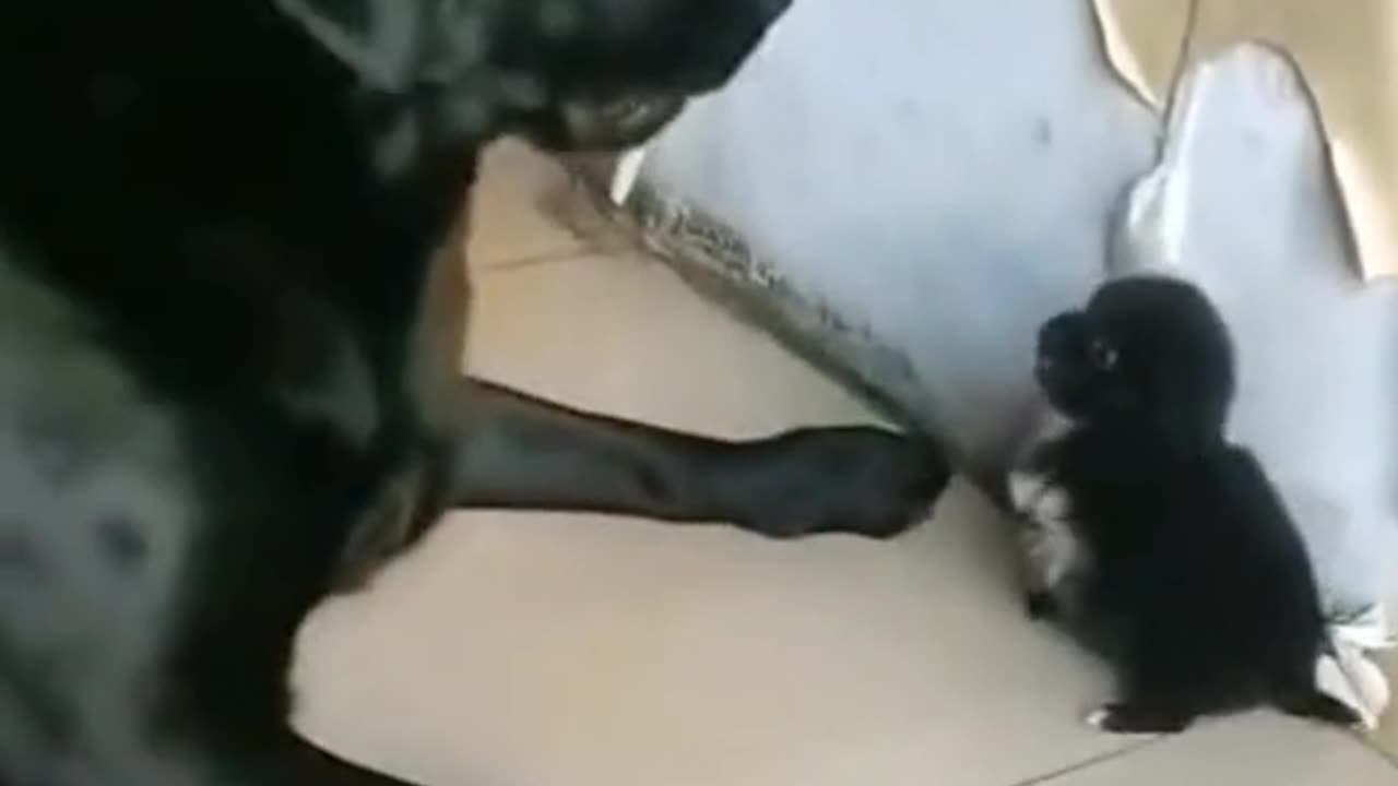 Cute puppy fight 🐕