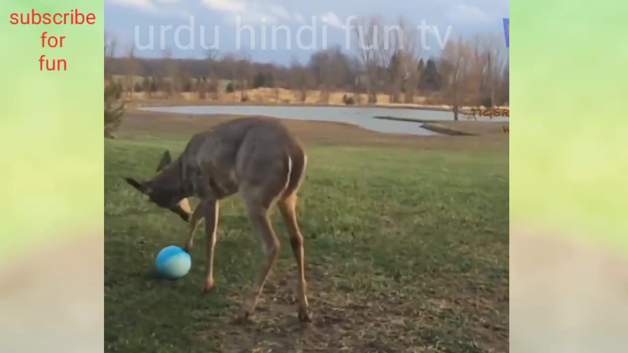 Funny dogs ๐ถ | funny cats ๐ฑ | funny animals | hilarious parrot๐ฆ๐๐๐คฃ
