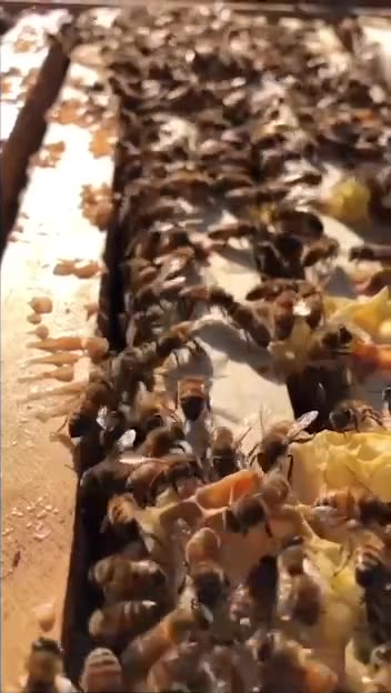 Healing PTSD with Bees.