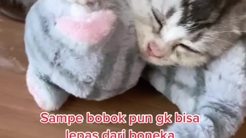 Cat kucing bawa bineka