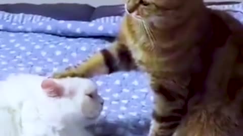 funny animals videos