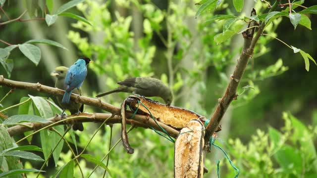 Beautiful birds