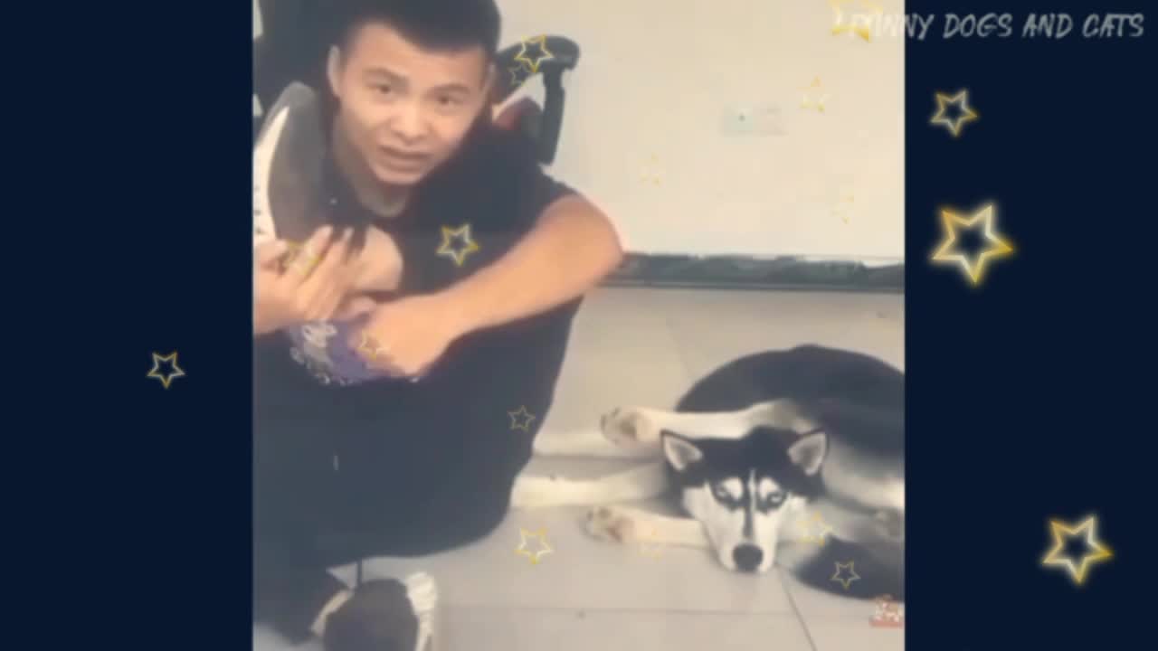 Man and dog funny video