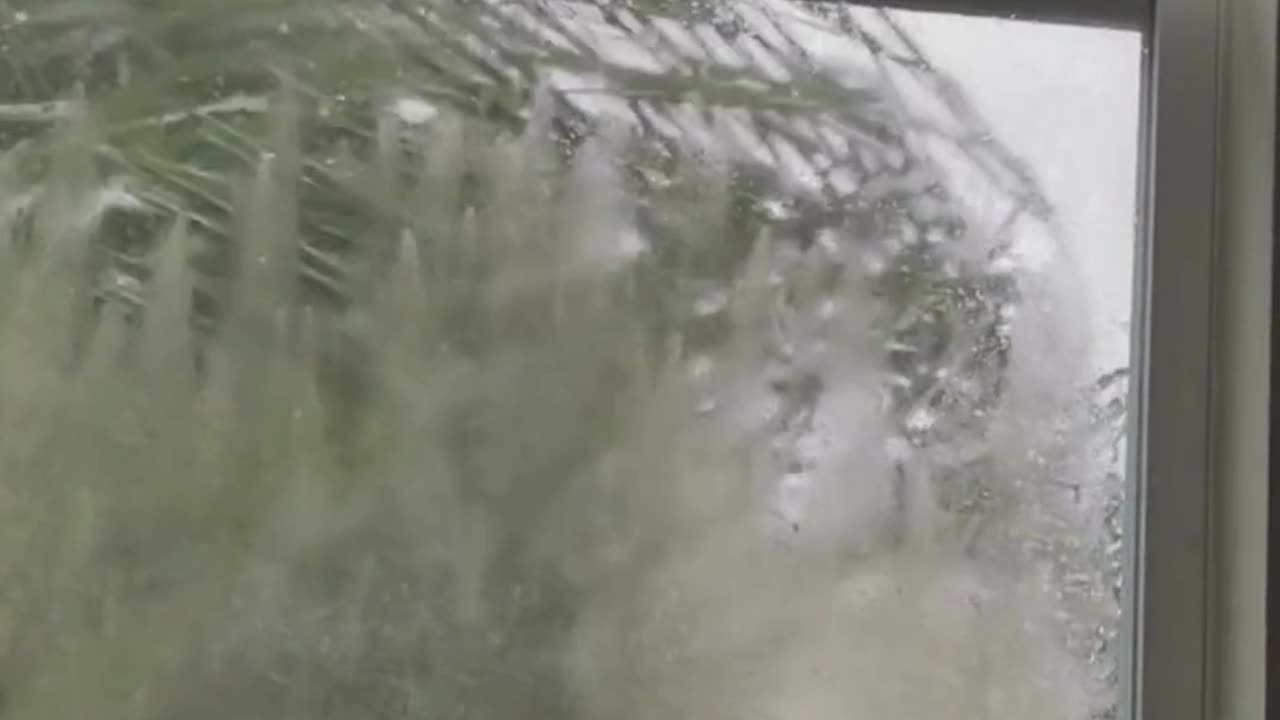 Adopting a Cat from a Shelter Vlog - Cute Precious Piper Shows How to Handle a Hurricane #shorts