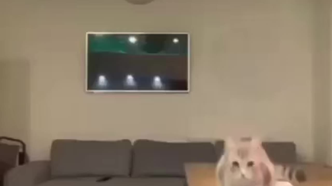 Baby cats! cute and funny cat videos I| Cute cat I funny video I cat video| funny cats #cat #fun...