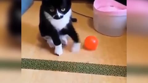 Cute cat !! Funny cat video