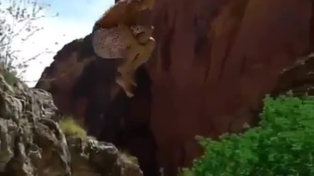 One jump solves a thousand worries