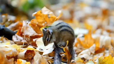 Beautiful Forest & Relaxing Music 🌳 Scenic Wildlife Adventure 🍂 Relax Mind-Body - Relieve Stress