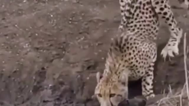 Leopards and crocodiles protect wild animals