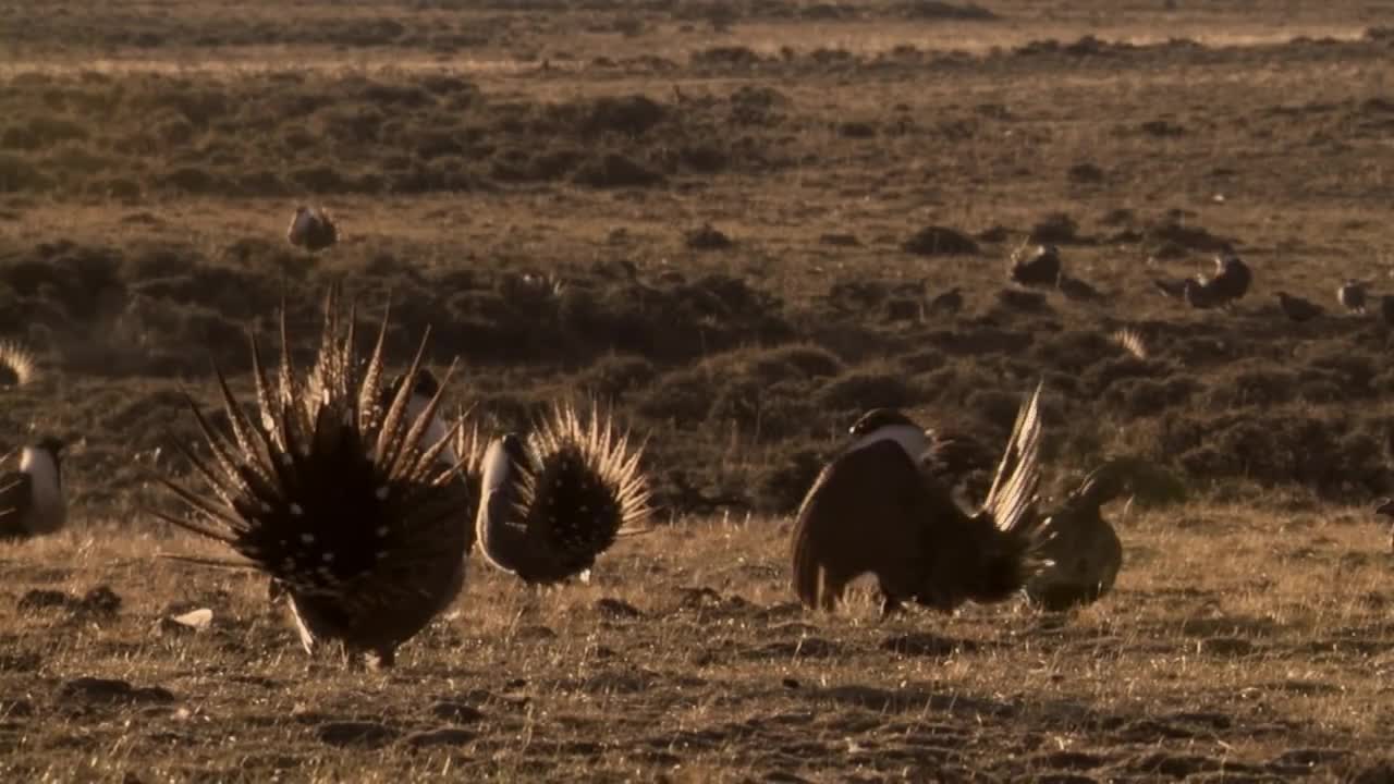 Body-popping sage grouse - Nature's Greatest Dancers_ Episode 1 Preview