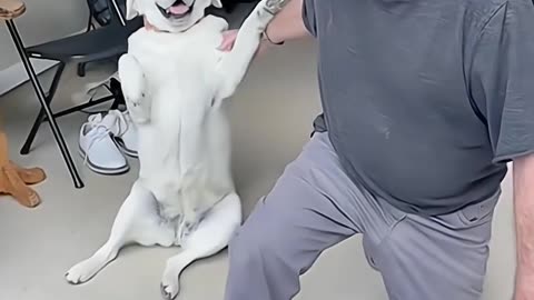 funny dog video