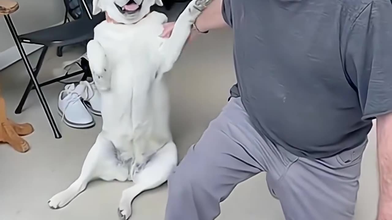 funny dog video