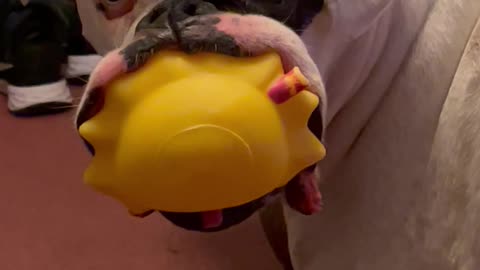 Boxer Loves His Squishy Toys