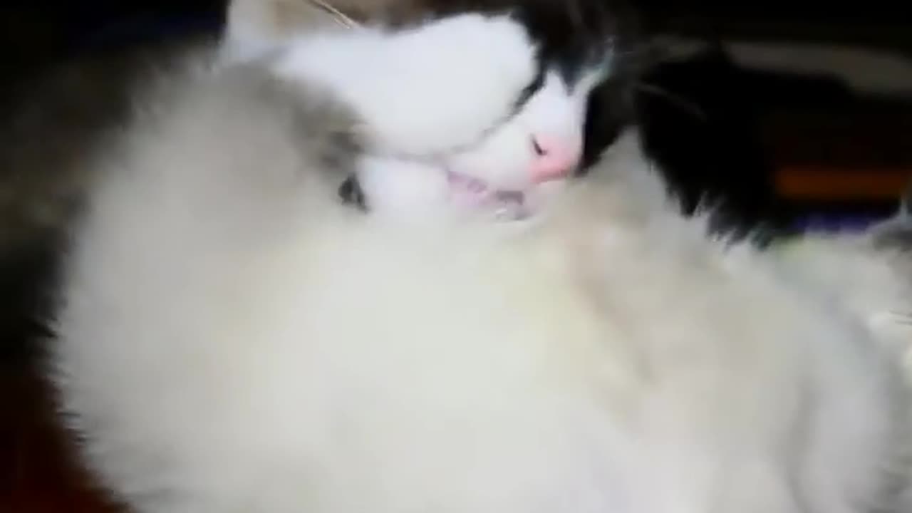 Cat video House cat