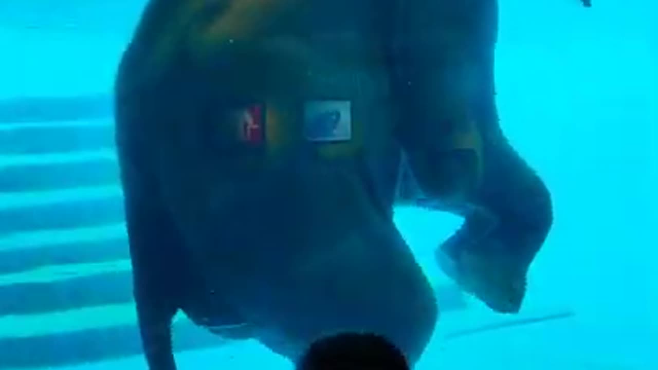 Life At The Zoo | Funny Elephant Swimming In Khao Kheow Zoo #1 #shorts #shortvideo #elephant #funny