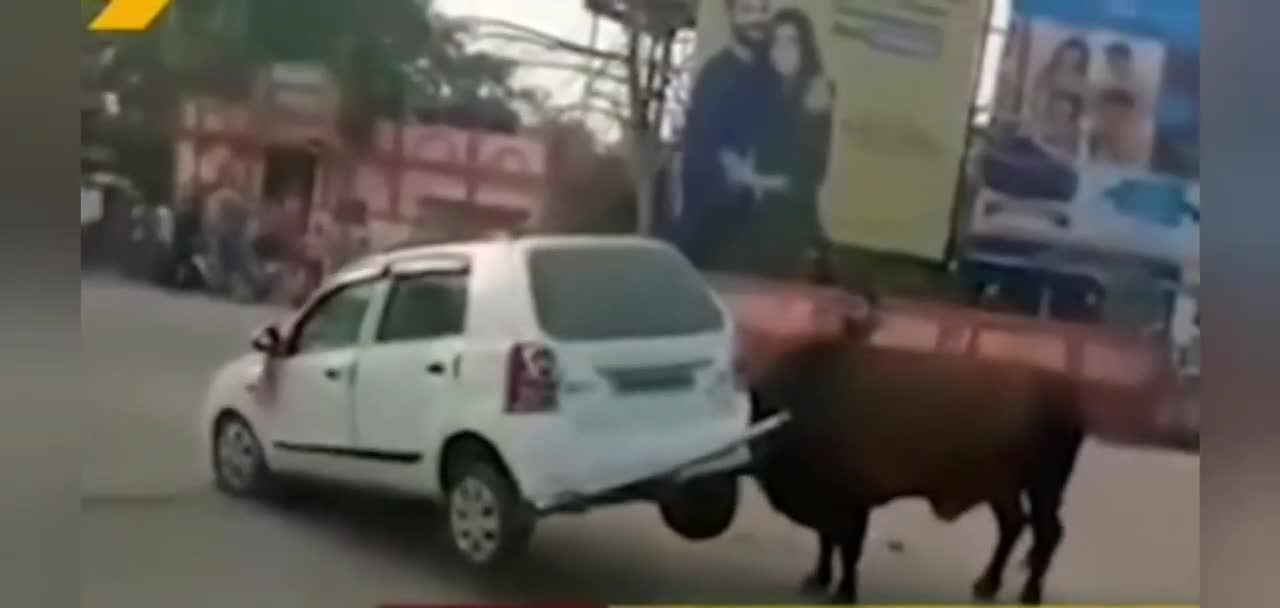 Angry bull hit car lift up in public place / bull power