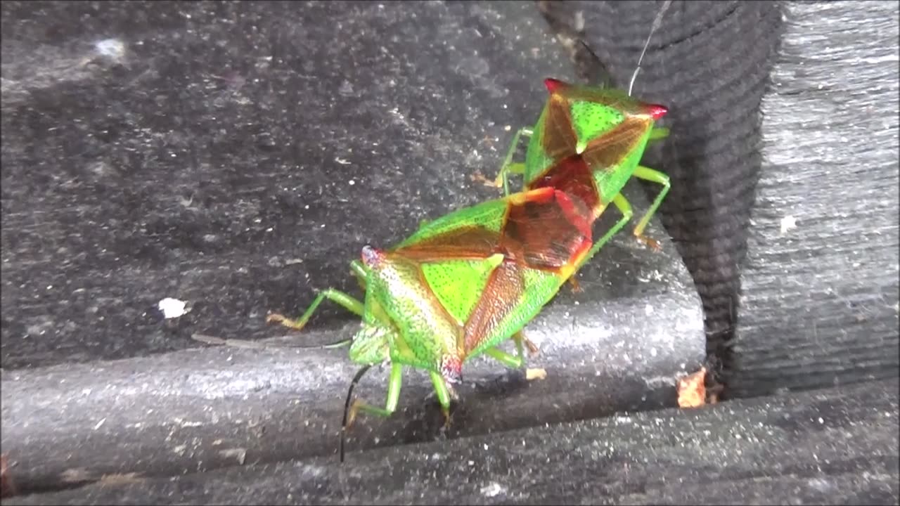 Tuplalude