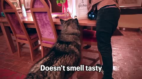 Husky Loses Control When Family Returns & Tells Them Off For Leaving!