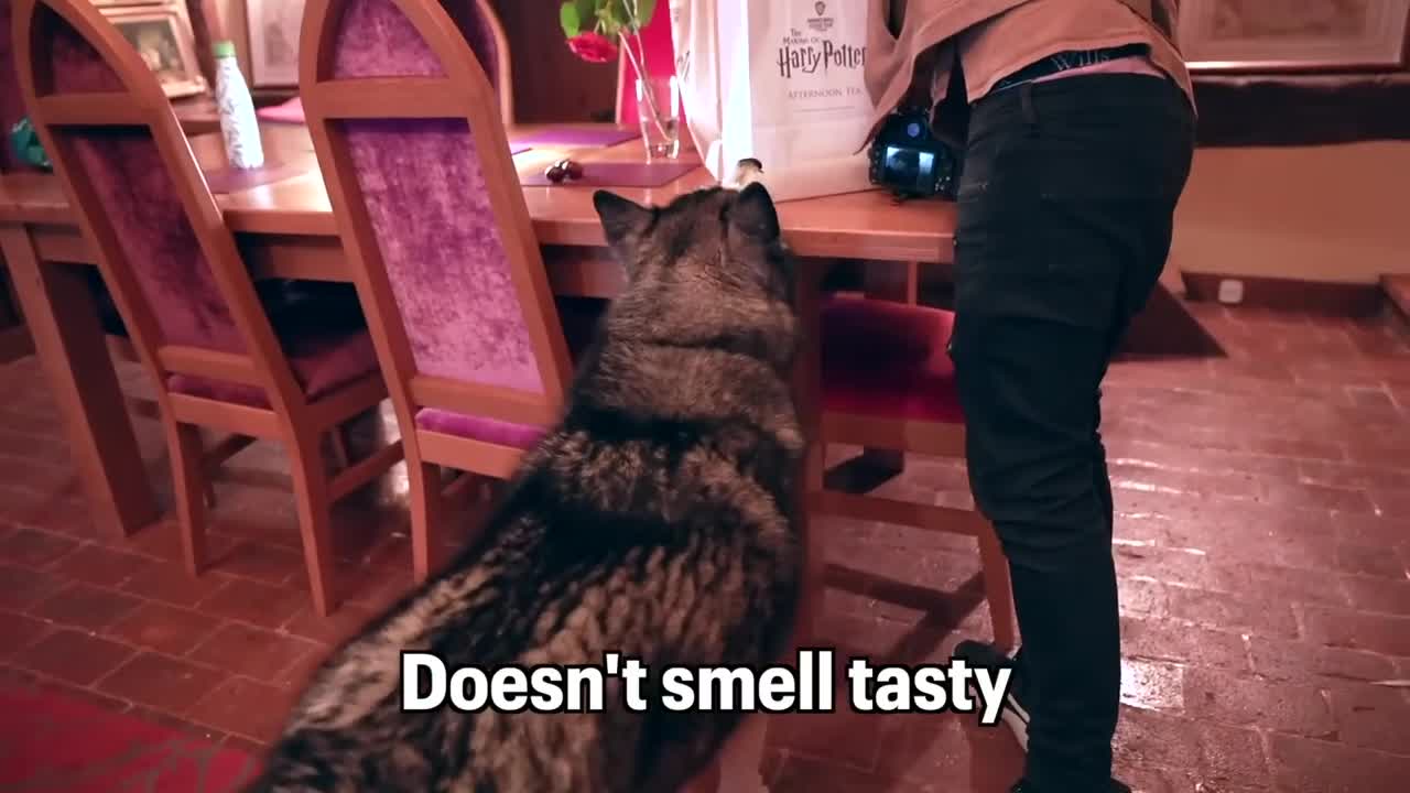 Husky Loses Control When Family Returns & Tells Them Off For Leaving!
