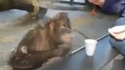 Joke with a monkey to tears friends