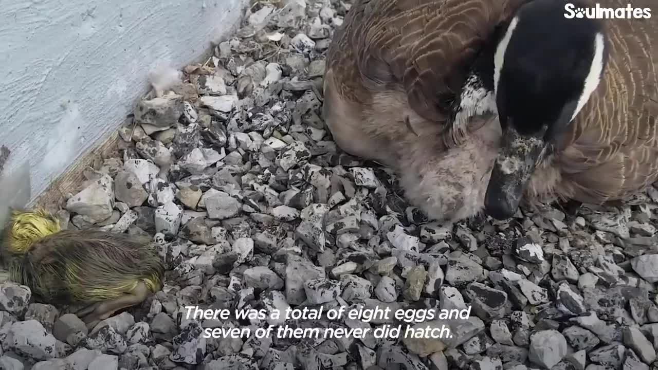 Guy Teaches His Rescued Gosling How To Fly | The Dodo Soulmates