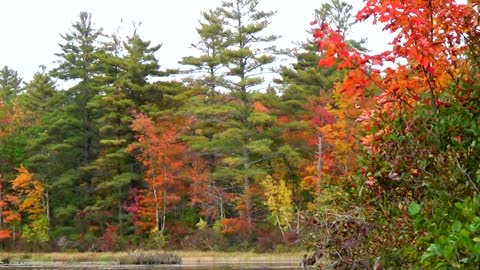 Foliage