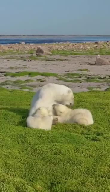 Bear rooming in the field