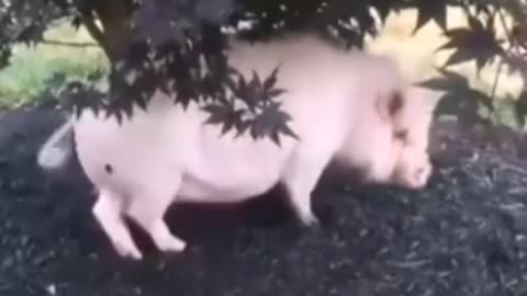 Funny videos