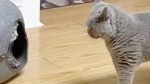 "(Cat is beautiful animal)"