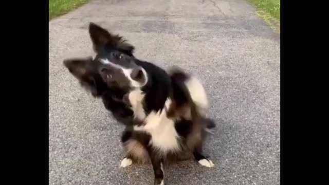 Looking Ahead: The Future of Funny Pet Videos in 2023