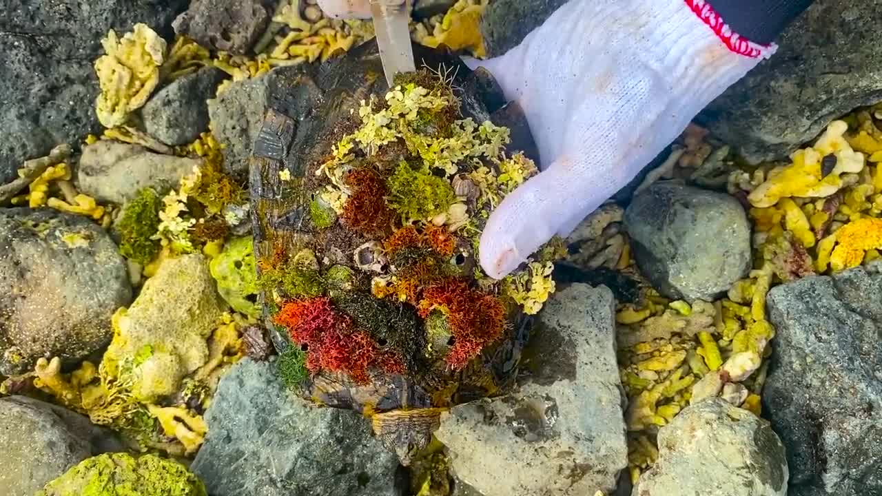 Sea turtle enjoy full body refreshing service when removed barnacles and mucus cement from shell