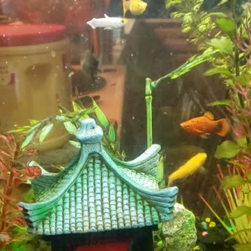 My fish home