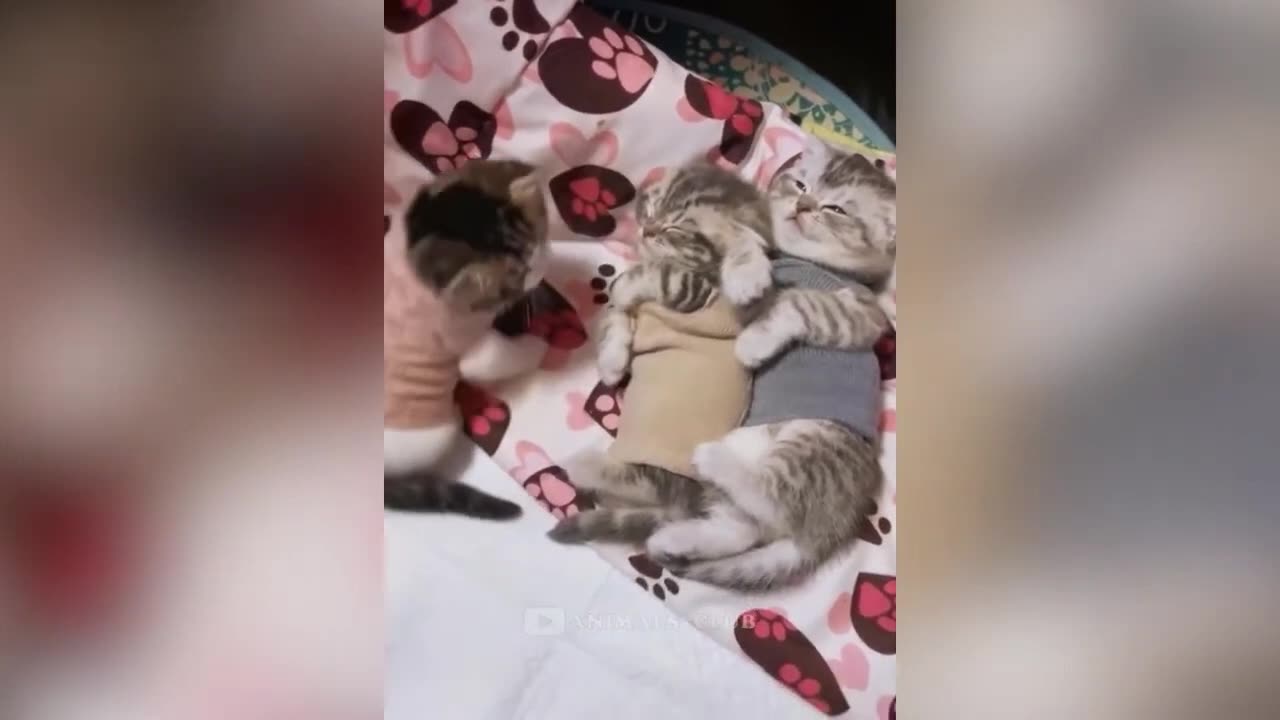 Funniest videos of animals are here