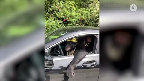 funny video