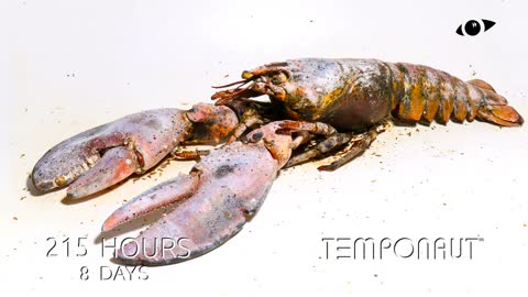 Lobster Time Lapse